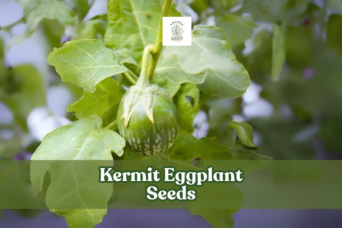 20+ Kermit Eggplant Seeds – Thai Round Variety, Solanum melongena, Compact Bushy Plants for Container Gardening and Cooking