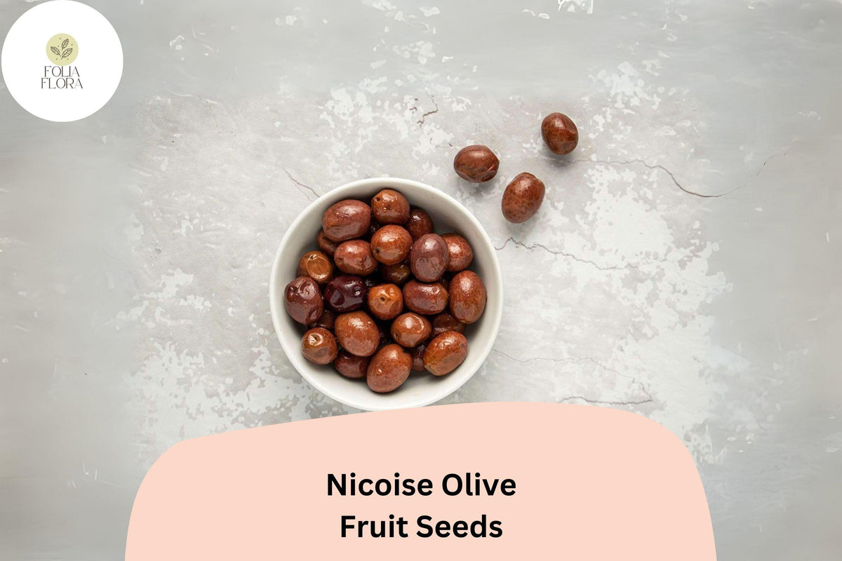 Niçoise Olive Seeds | French Olea europaea | Mediterranean Evergreen Fruit Tree for Garden & Patio