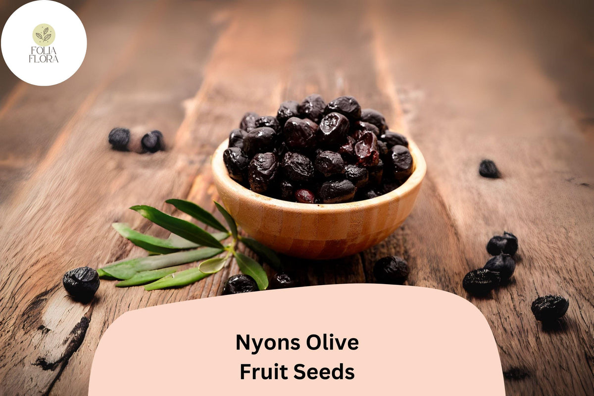 Nyons Olive Seeds | Olea europaea French Heirloom for Bonsai & Mediterranean Garden