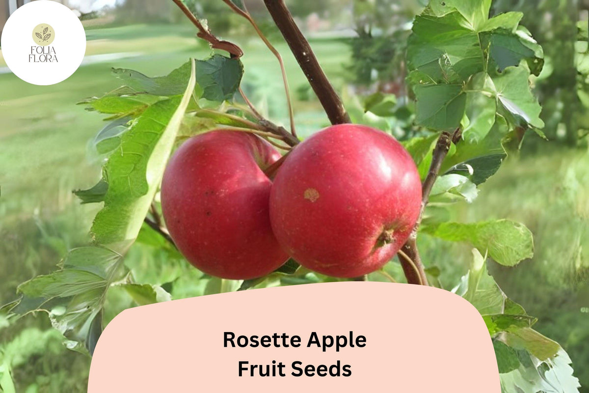 Rosette Apple Seeds (25+) | Red-Fleshed Malus domestica, Ornamental & Edible Fruit, Unique Pink-Red Interior