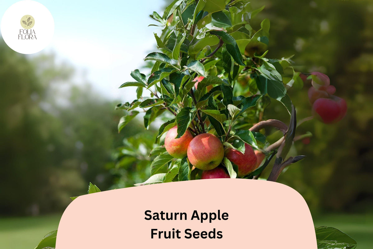 Saturn Apple Seeds 25+ | Low-Allergen Donut-Shaped Malus domestica for Home Garden and Orchard