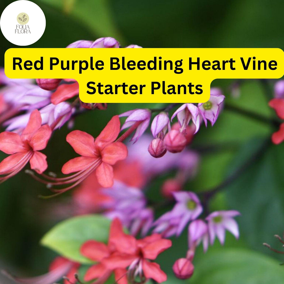 Clerodendrum thomsoniae Red Purple Bleeding Heart Vine Live Plant, Tropical Climber with Vibrant Flowers