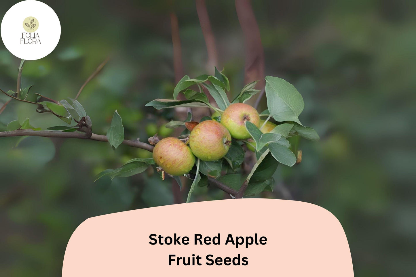 Stoke Red Apple Seeds | Heirloom English Cider Variety | Malus domestica | Medium Fruit, Tannin-Rich Flavor