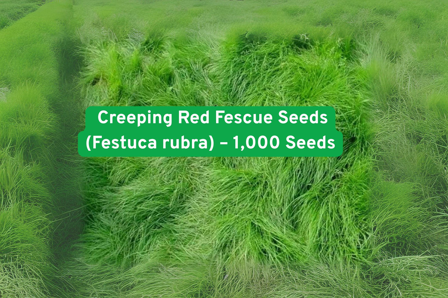Creeping Red Fescue Seeds - Perennial Grass for Lawns, Ground Cover, Erosion Control - Festuca rubra (1,000 Seeds)