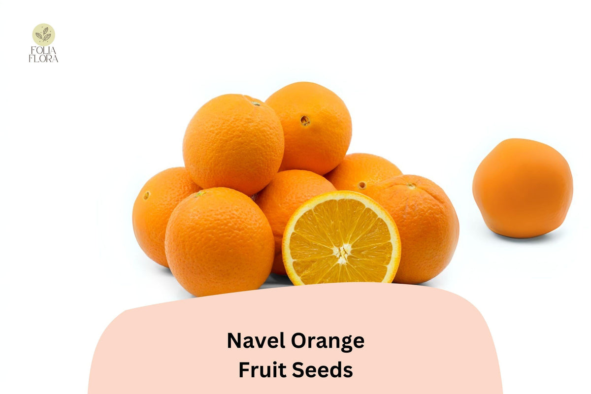 Navel Orange Seeds | Seedless Citrus sinensis for Growing Juicy, Sweet Oranges at Home