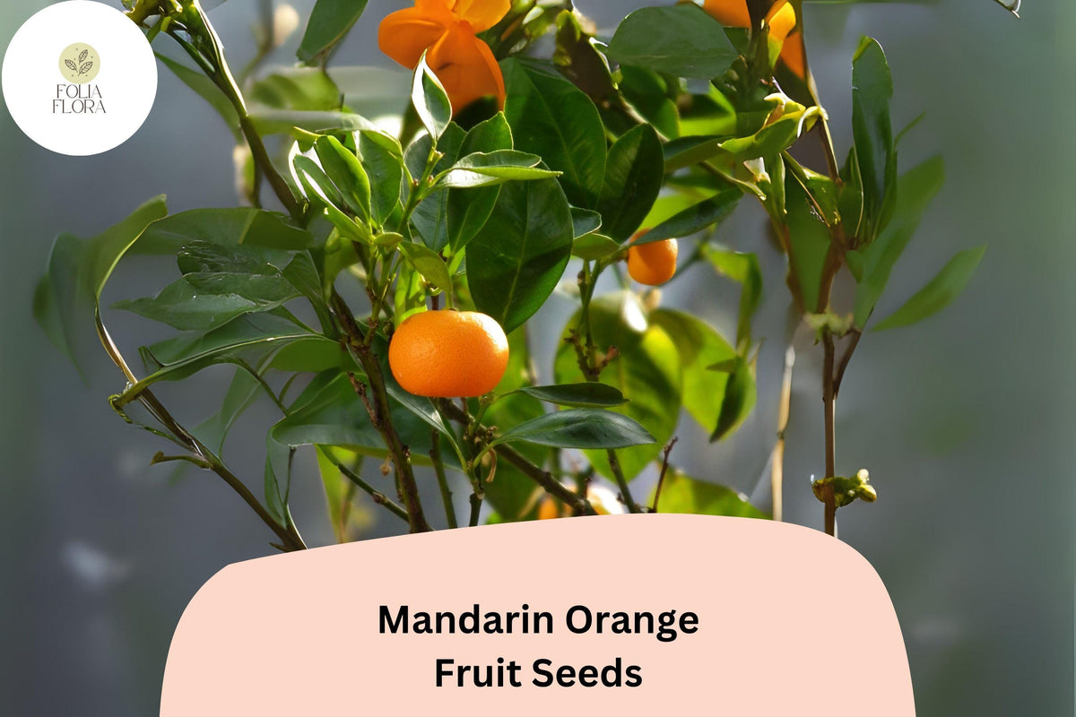 Mandarin Orange Seeds – Citrus reticulata – Sweet, Easy-Peel Fruit for Home Growing, Container Gardening