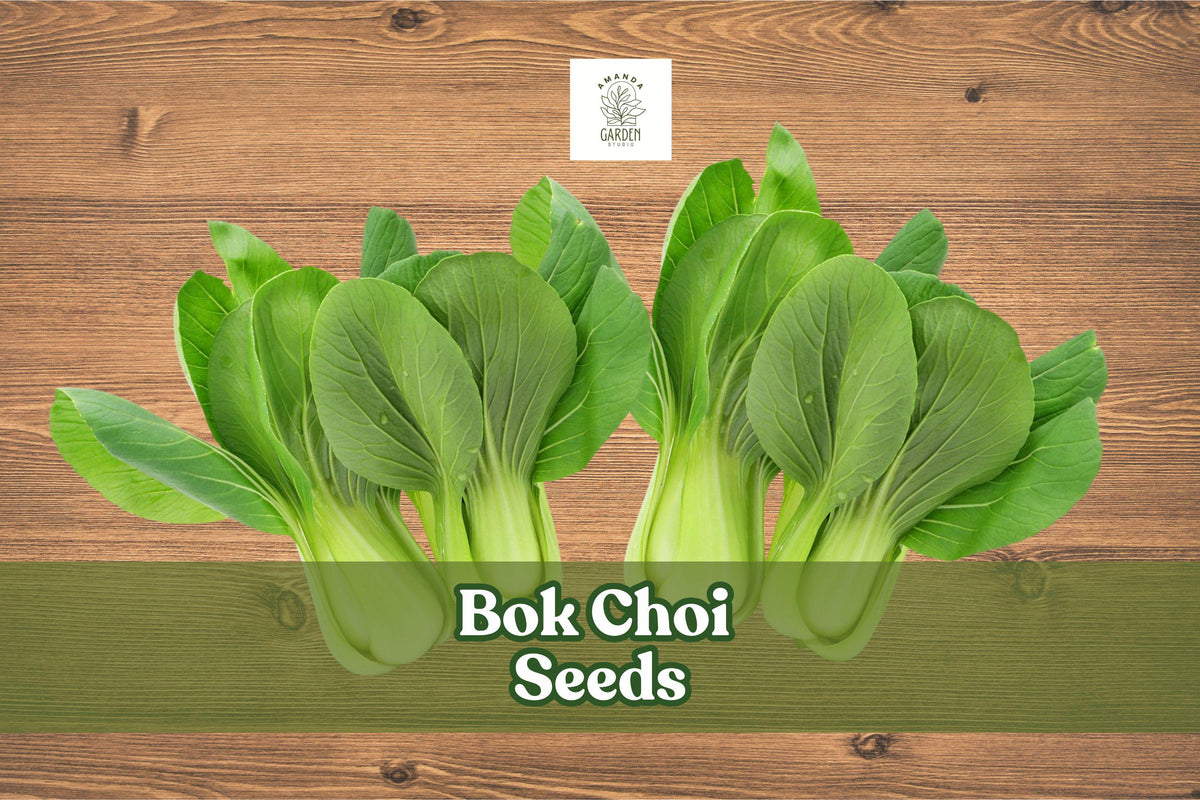100 Bok Choi Seeds – Brassica rapa chinensis Chinese Cabbage for Asian Cooking, Fast-Growing, Non-GMO, Leafy Green Vegetables