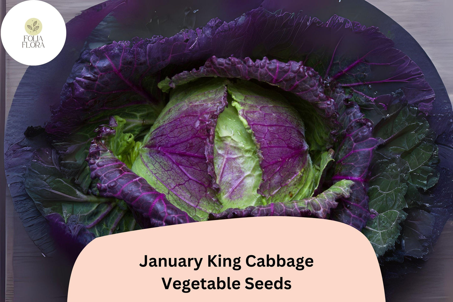January King Cabbage Seeds – Heirloom Brassica oleracea, Winter-Hardy, Blue-Green & Purple Blushed, 500+ Bulk Pack