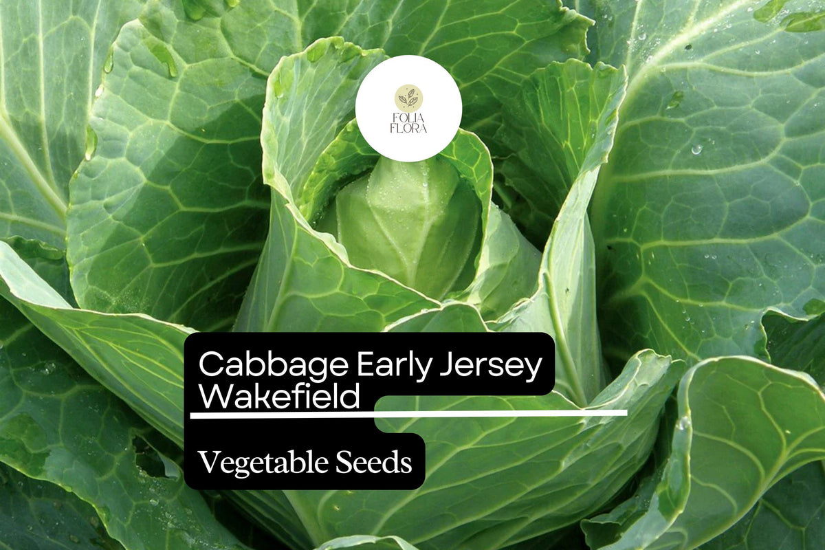 Jersey Wakefield Cabbage Seeds – Heirloom Brassica oleracea, Early Maturing Pointed Head, 500+ Bulk Pack for Garden Planting