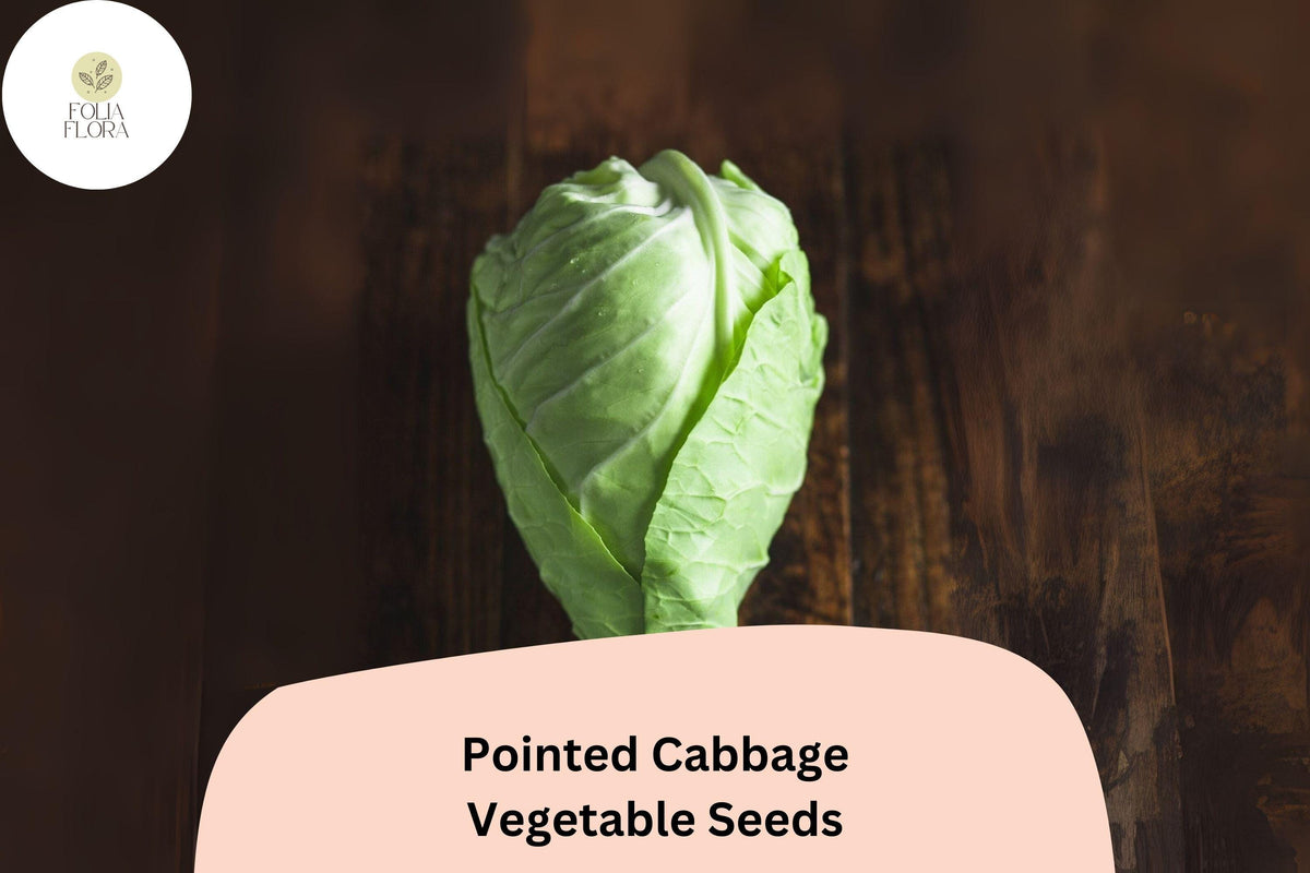 Pointed Cabbage Seeds 500+ | Cone-Shaped Brassica oleracea var. capitata | Tender, Sweet, Early-Maturing Vegetable