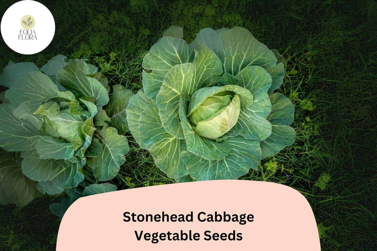 Stonehead Cabbage Seeds 500+ | Heirloom Green Brassica oleracea for Compact, Round Heads