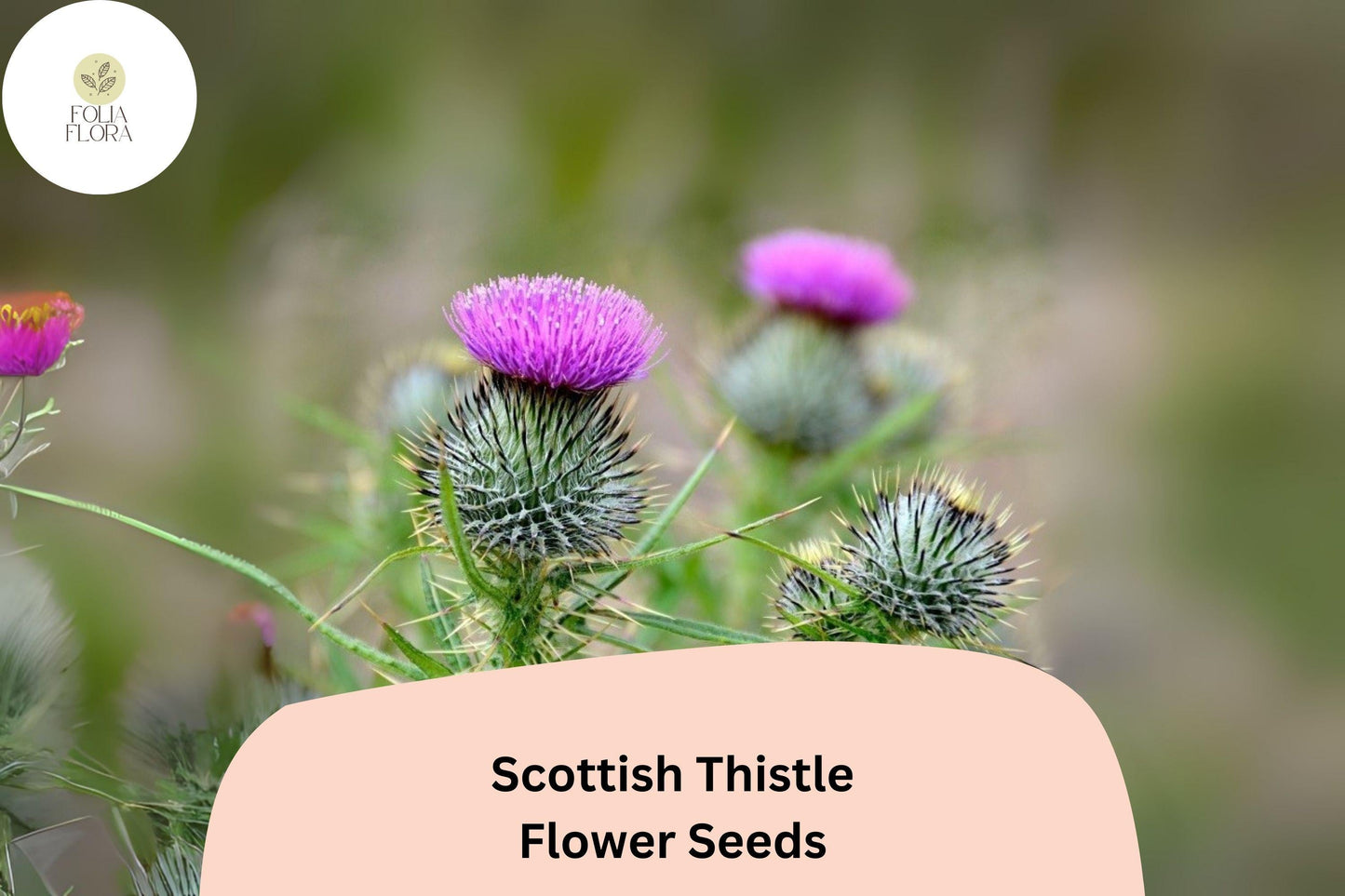 200+ Scottish Thistle Seeds | Ornamental Biennial Plant with Purple Flowers | Onopordum acanthium | Pollinator-Friendly Garden Seeds