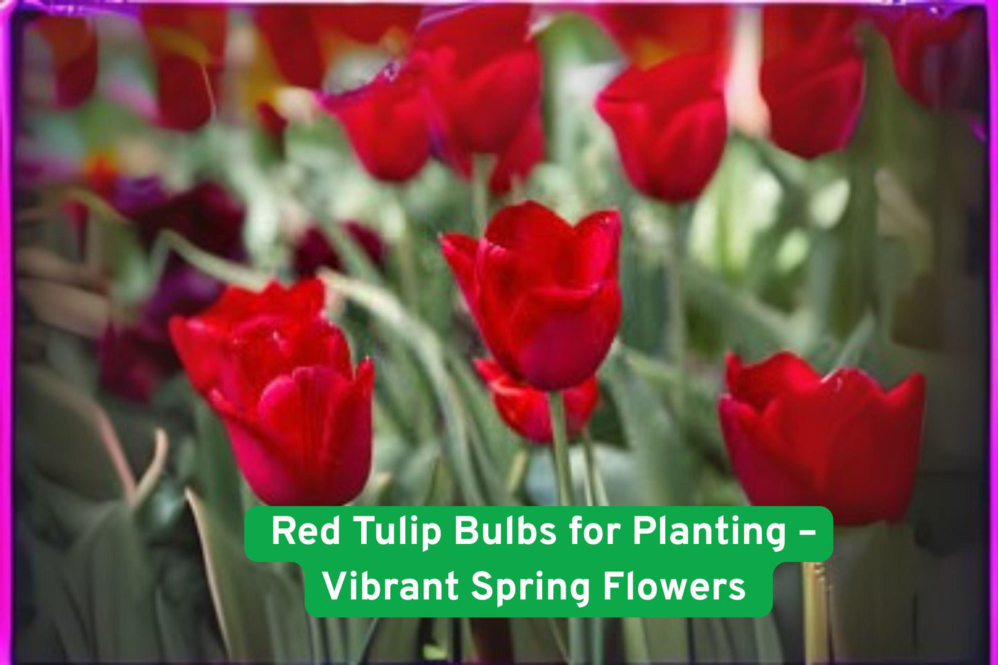 Red Tulip Bulbs – Perennial Spring Flowers for Garden Beds, Borders, Containers – Tulipa gesneriana