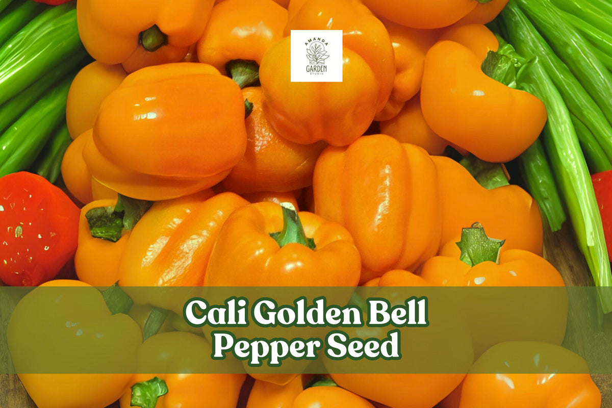 100 Cali Golden Bell Pepper Seeds – Sweet Yellow Heirloom Capsicum annuum for Fresh Eating, Stuffing, Grilling