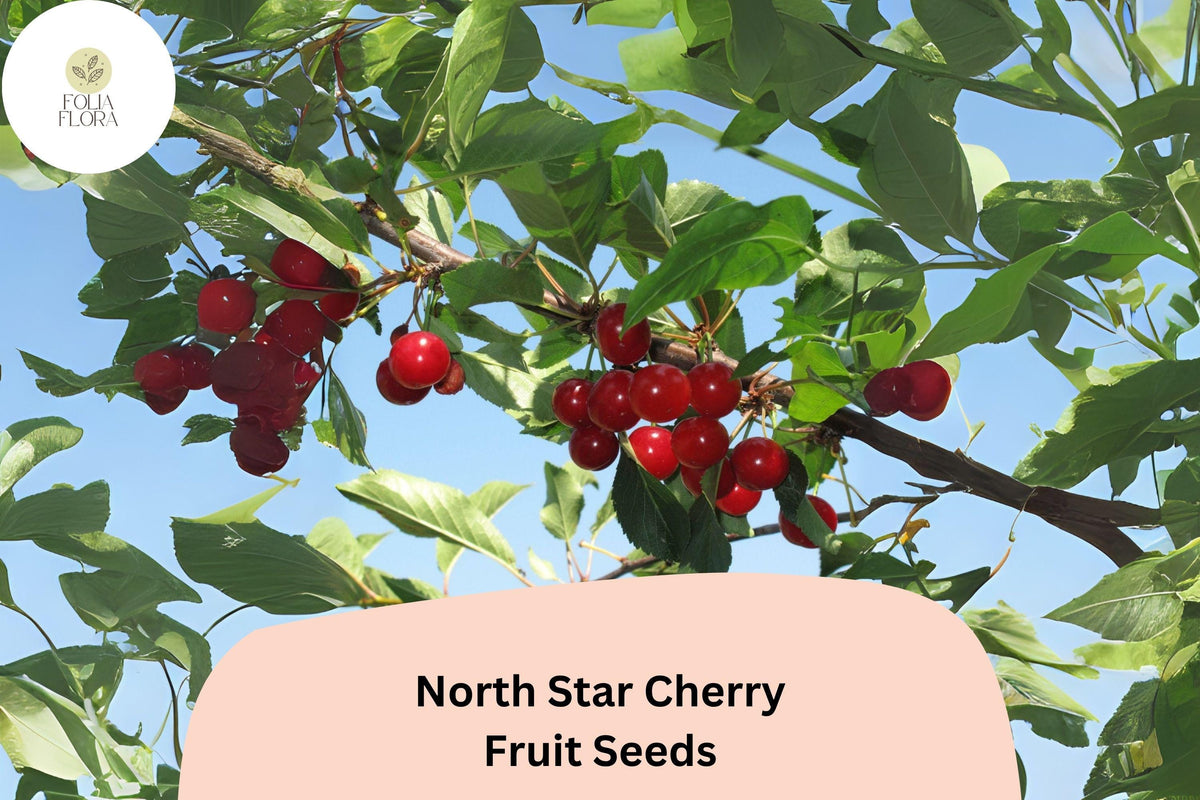 North Star Cherry Seeds, Dwarf Sour Cherry Tree, Prunus cerasus, Self-Pollinating, USDA Zones 4-8, Tart Red Fruit