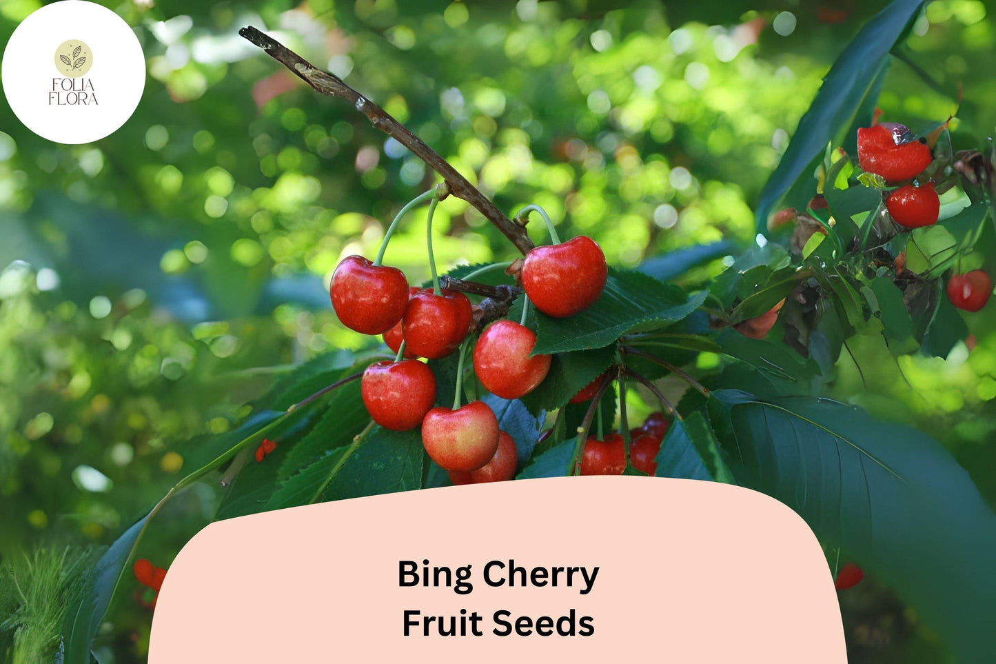 Bing Cherry Tree Seeds, 10+ Prunus avium, Heirloom Sweet Cherry, Fruit & Flowering Tree for Garden & Orchard