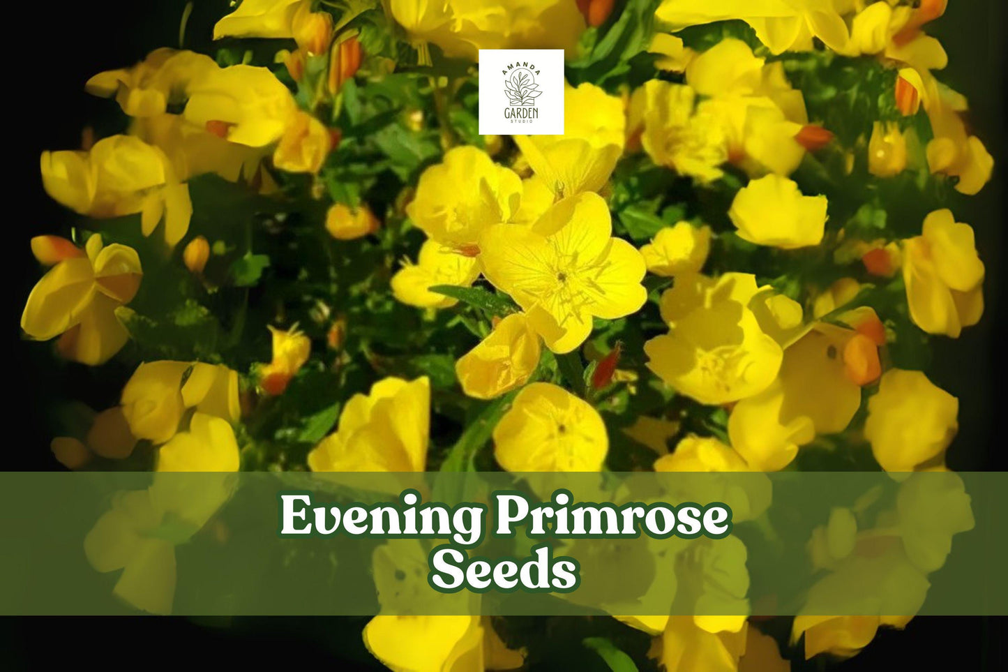 100 Evening Primrose Seeds – Oenothera biennis, Yellow Night-Blooming Wildflower for Gardens, Borders & Pollinator Habitats