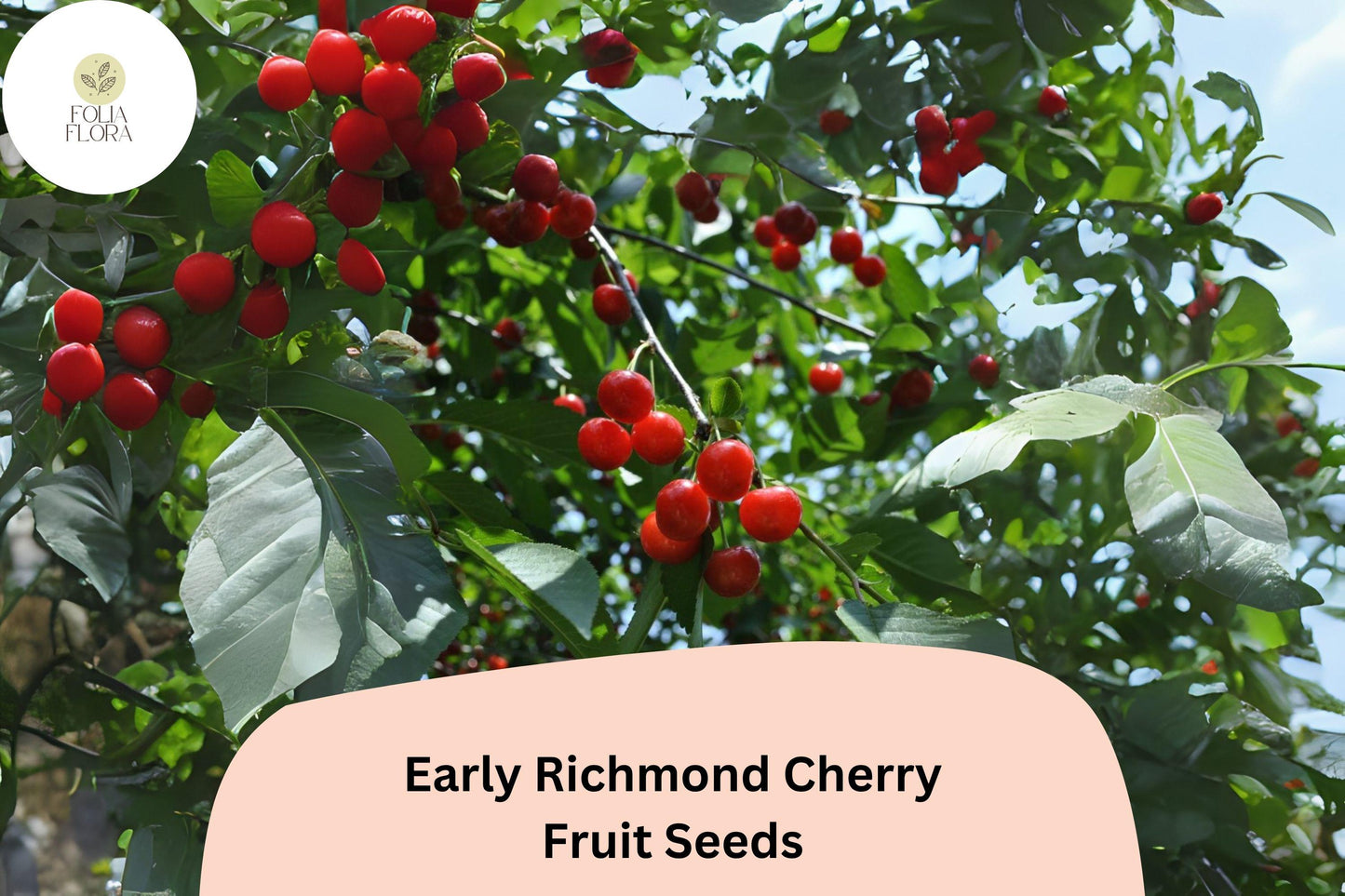 Early Richmond Cherry Seeds | Cold Hardy Sour Cherry Tree | Prunus cerasus | For Garden & Orchard Planting