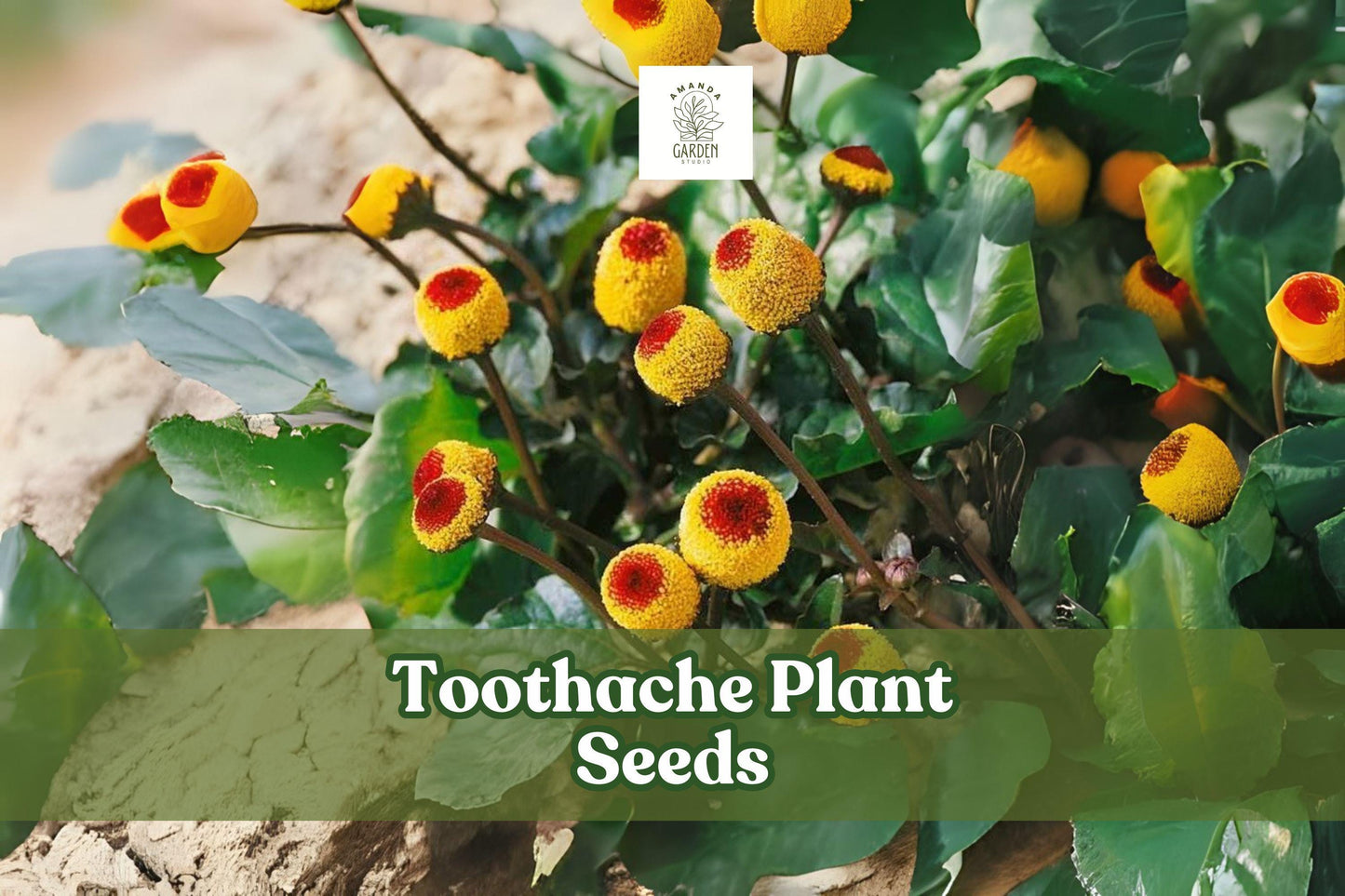 150 Toothache Plant Seeds – Acmella oleracea – Exotic Yellow Button Flower Seeds for Pollinators & Gardens