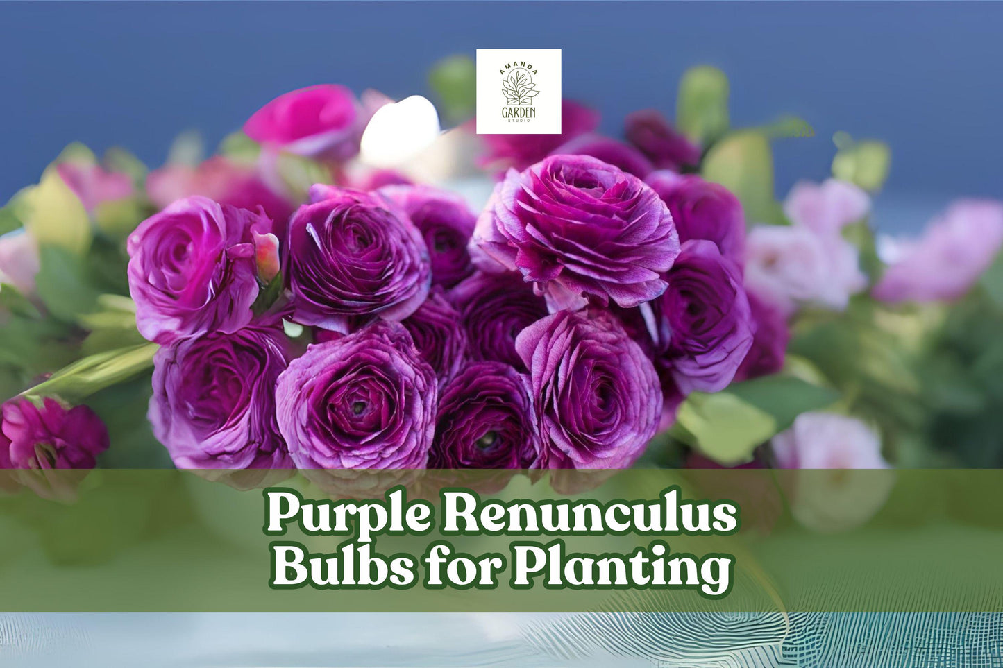 Purple Ranunculus Bulbs – Spring Flowering Tubers, Rich Purple Color, Ranunculus asiaticus, Set of 5