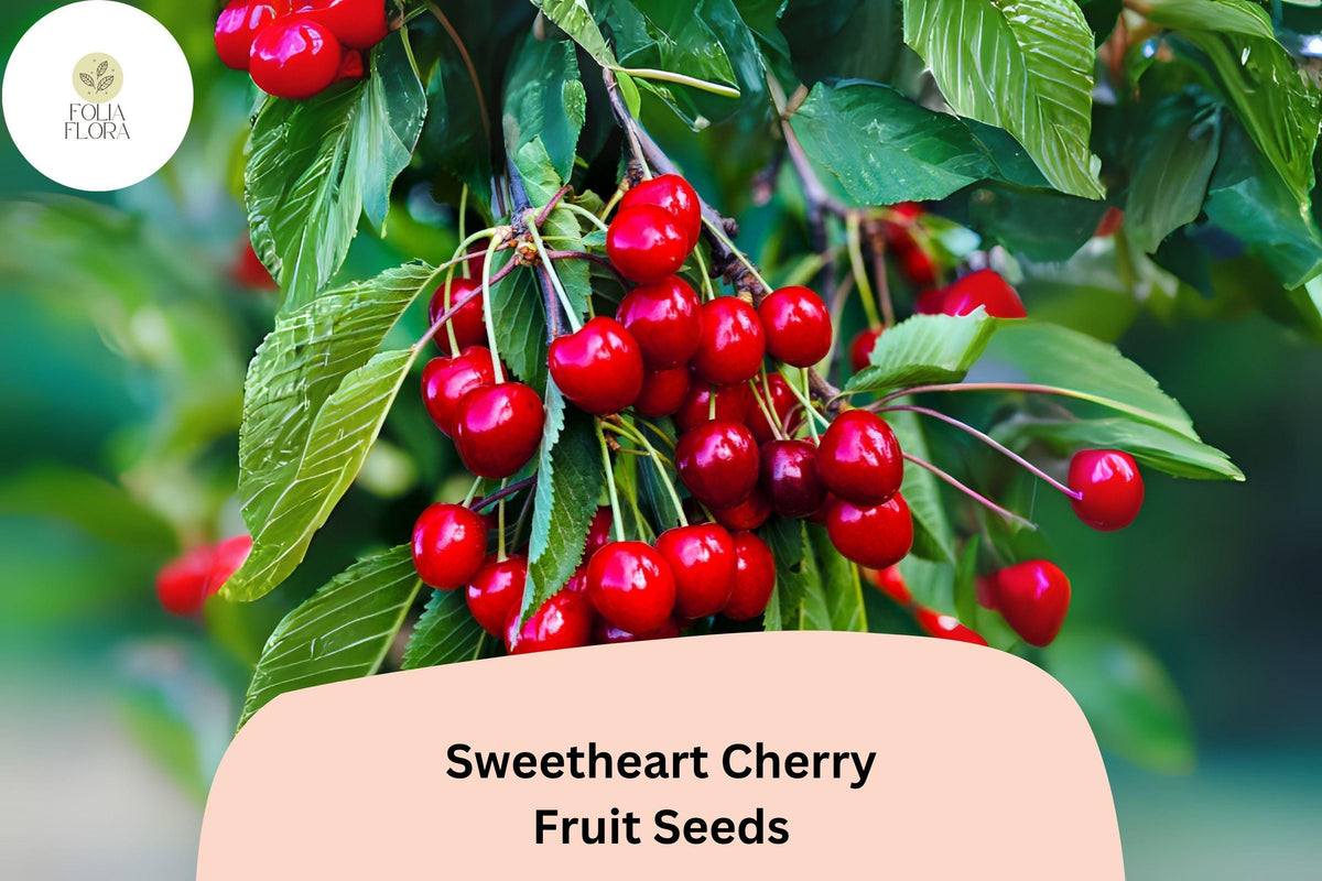 Sweetheart Cherry Seeds | Prunus avium ‘Sweetheart’ | Late-Season Red Cherry Tree | 10+ Seeds