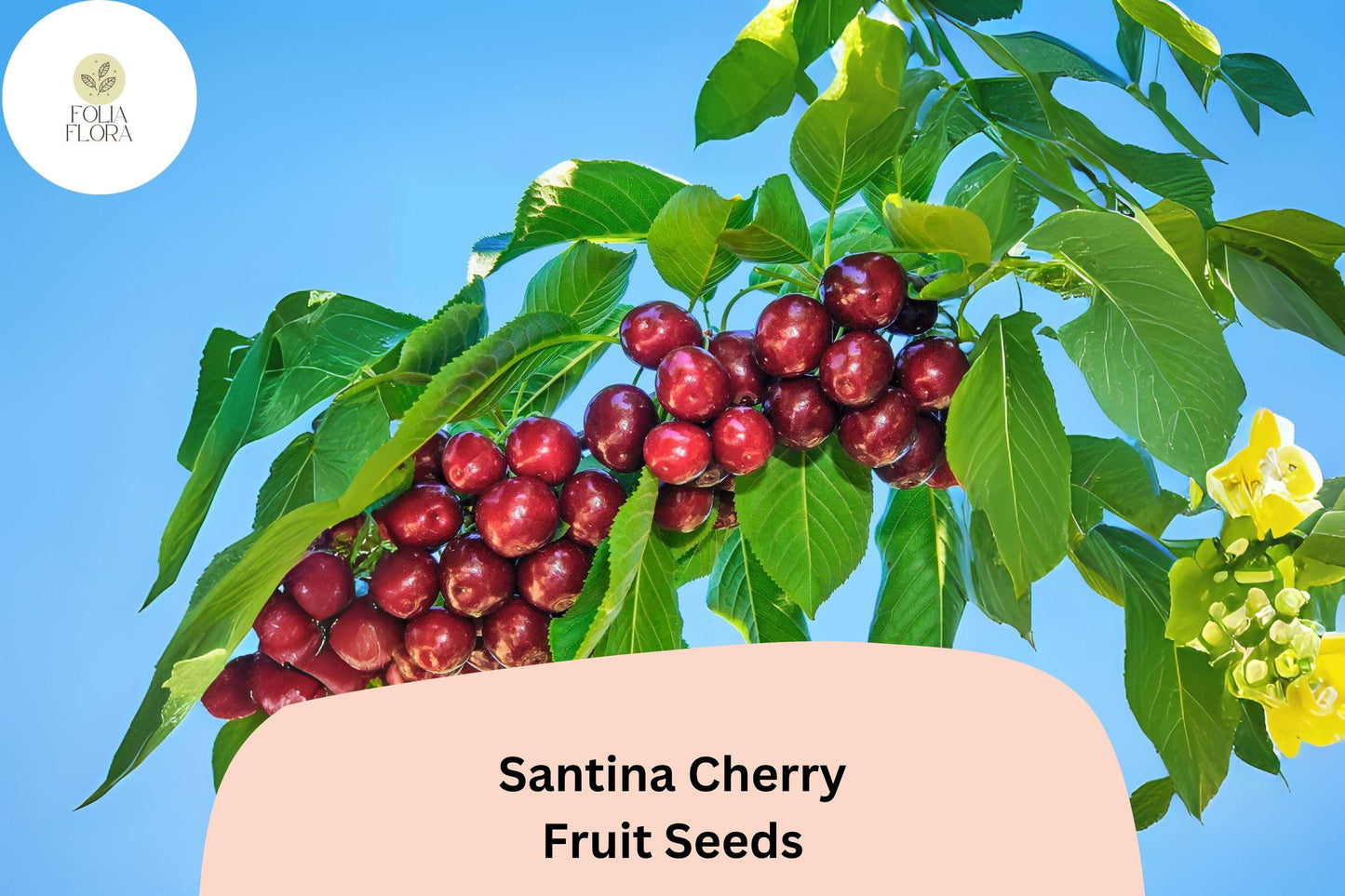 Santina Cherry Tree Seeds | Early Season Sweet Red Fruit | Prunus avium ‘Santina’ | 10+ Seeds
