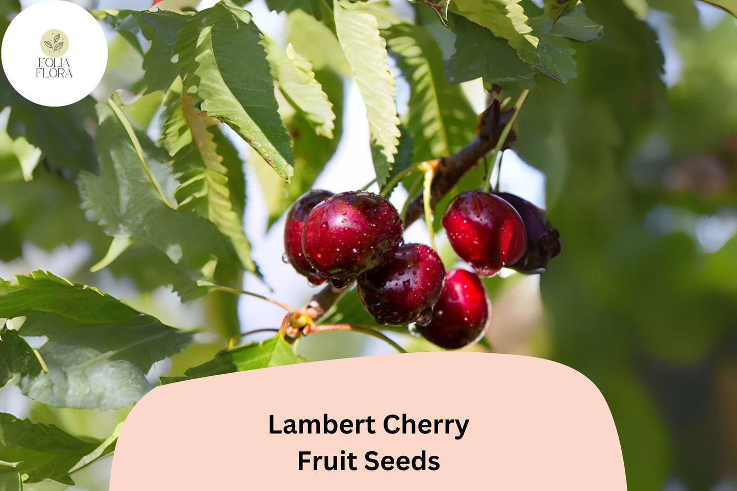 Lambert Cherry Tree Seeds | Prunus avium | Sweet Dark Red Fruit | Large Heart-Shaped Cherries | Edible Landscape