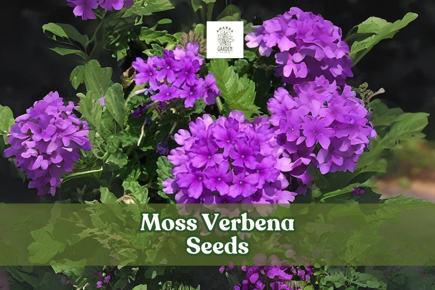 Moss Verbena Seeds – Drought Tolerant Purple Ground Cover, Perennial, Verbena tenuisecta, 100+ Seeds