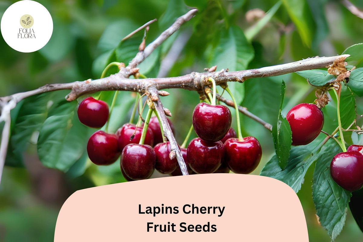 Lapins Cherry Seeds | Fruit Tree Seeds for Growing Prunus avium | Sweet Dark Red Cherries | Non-GMO, 10+ Seeds