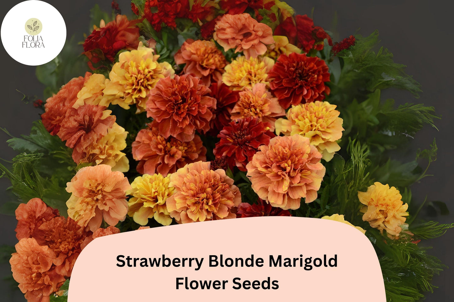 Strawberry Blonde Marigold Seeds | French Tagetes patula | Pastel Rose, Yellow, Peach Blooms | Pollinator-Friendly Annual