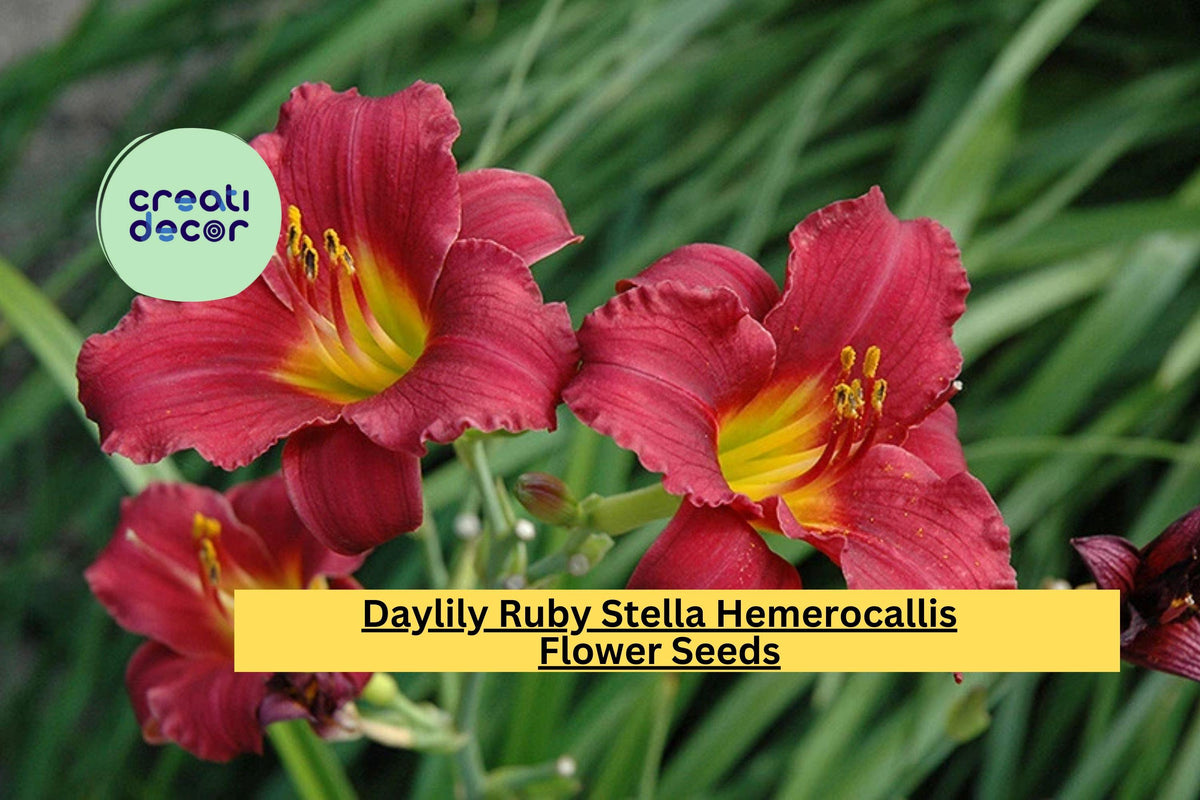 Daylily Ruby Stella Hemerocallis – 25 Bare Root Perennial Flowers with Bright Red Blooms for Garden Landscaping