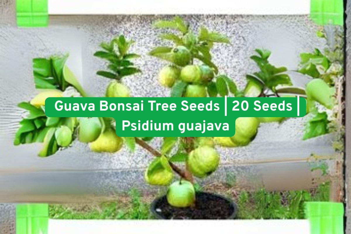 Guava Bonsai Seeds – Exotic Tropical Fruit Tree (Psidium guajava) for Indoor & Outdoor Growing, 20 Fresh Seeds