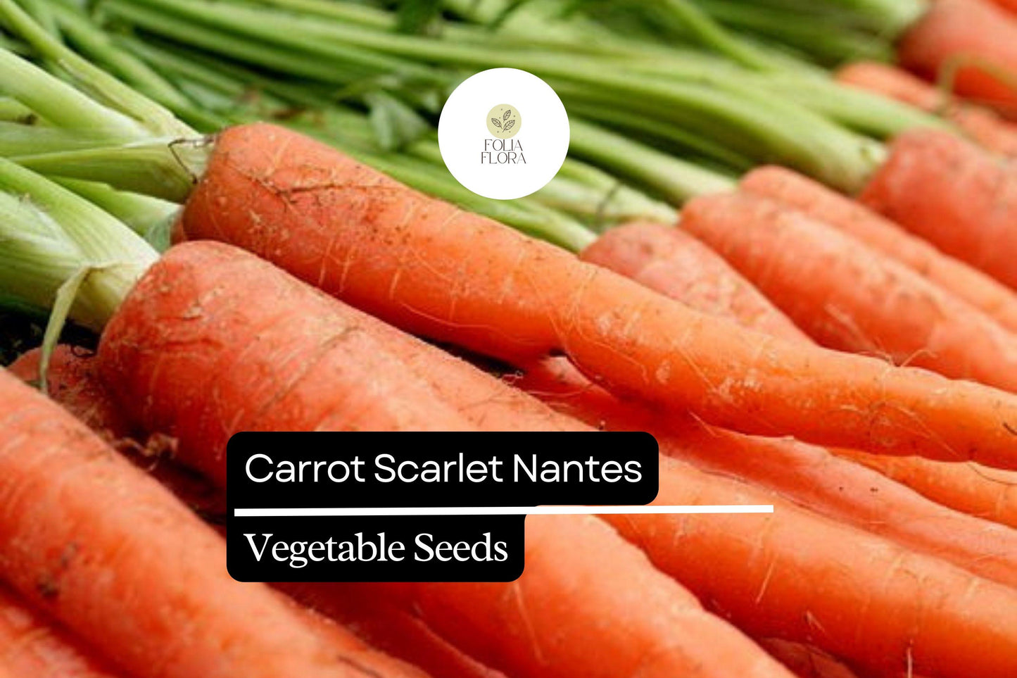 Nantes Carrot Seeds, Heirloom Vegetable Seeds, 1000+ Daucus carota subsp. sativus, Root Vegetable, Full Sun, Organic Gardening