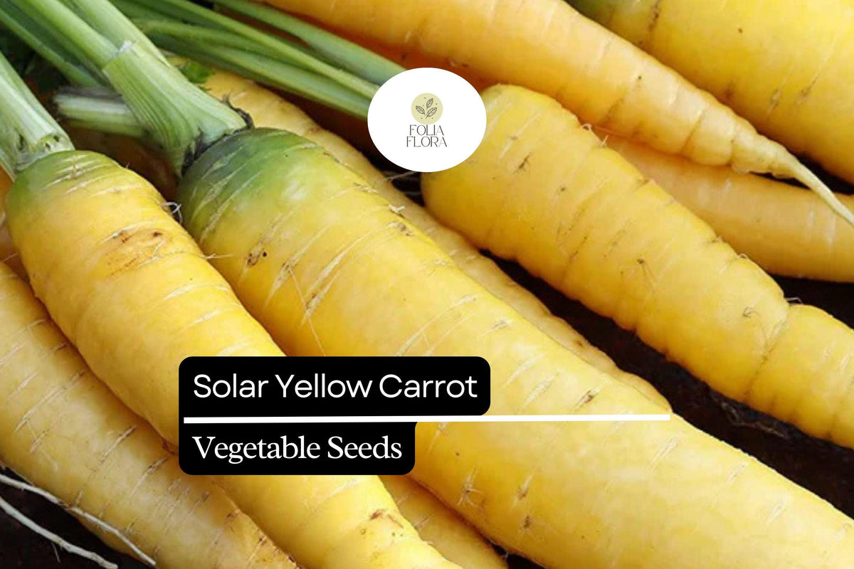 Solar Yellow Carrot Seeds - Heirloom Root Vegetable Seeds for Garden, Bright Yellow, 1000+ Pack, Daucus carota subsp. sativus