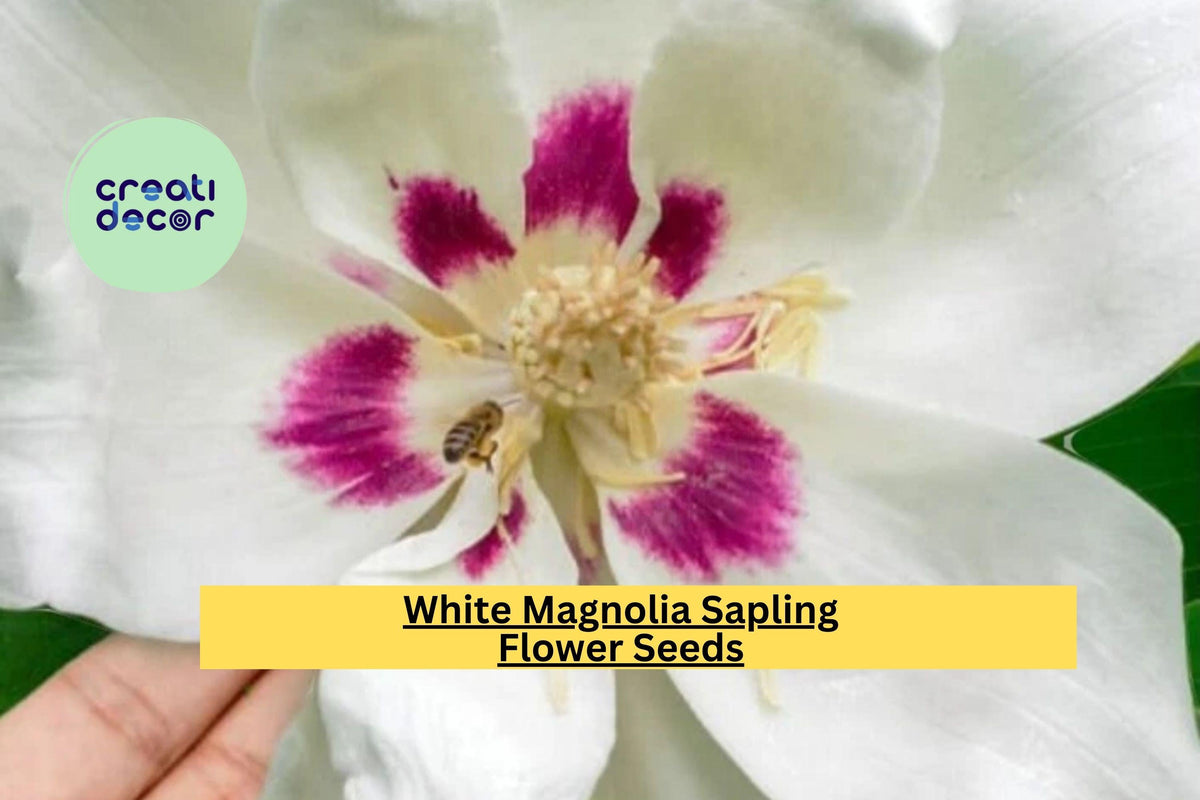 White Magnolia Sapling – Live Bare Root Big Leaf Magnolia Tree, Magnolia macrophylla, 12+ Inches, Ornamental Flowering Tree for Garden
