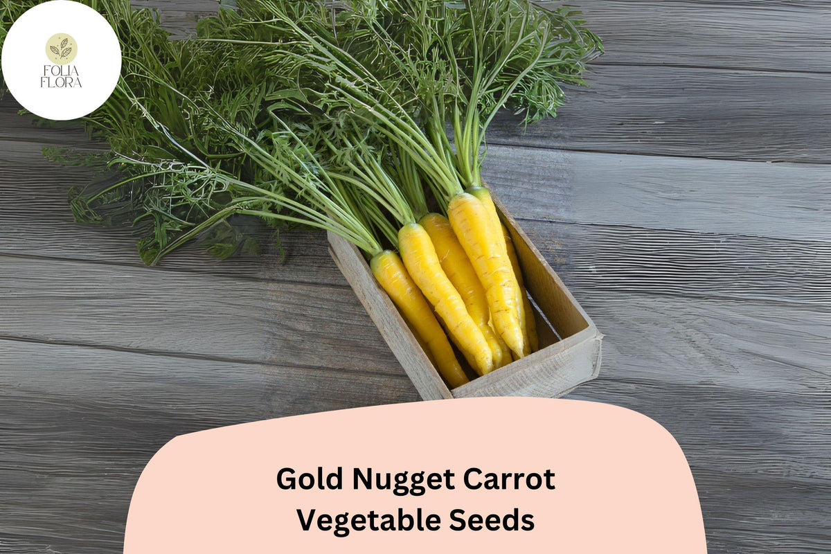 Gold Nugget Carrot Seeds | Golden-Yellow Heirloom Root Vegetable | Daucus carota subsp. sativus