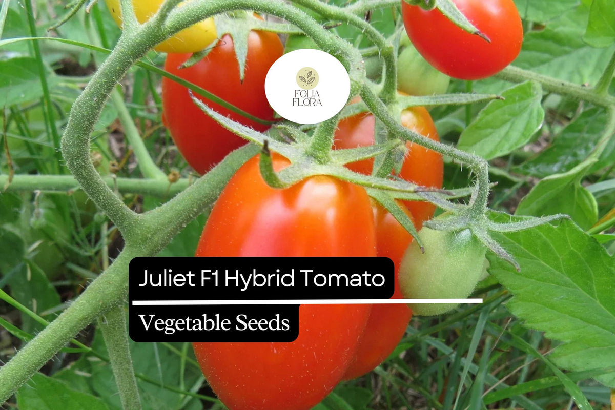 Juliet F1 Hybrid Tomato Seeds | Grape, Sweet Red, Heirloom Variety | Solanum lycopersicum
