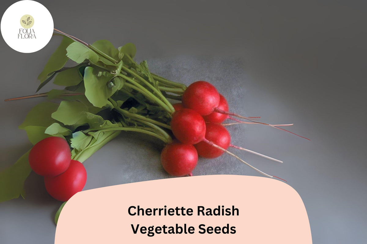 Cherriette Radish Seeds, 500+ Pack, Crisp Round Roots, Fast-Germinating Raphanus sativus for Garden Planting