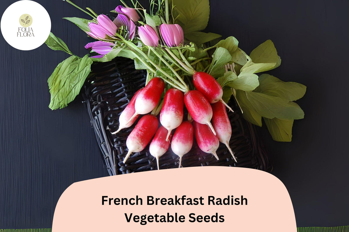 French Breakfast Radish Seeds – Heirloom Oblong Raphanus sativus for Garden Planting, Red and White Bicolor, 500+ Seeds