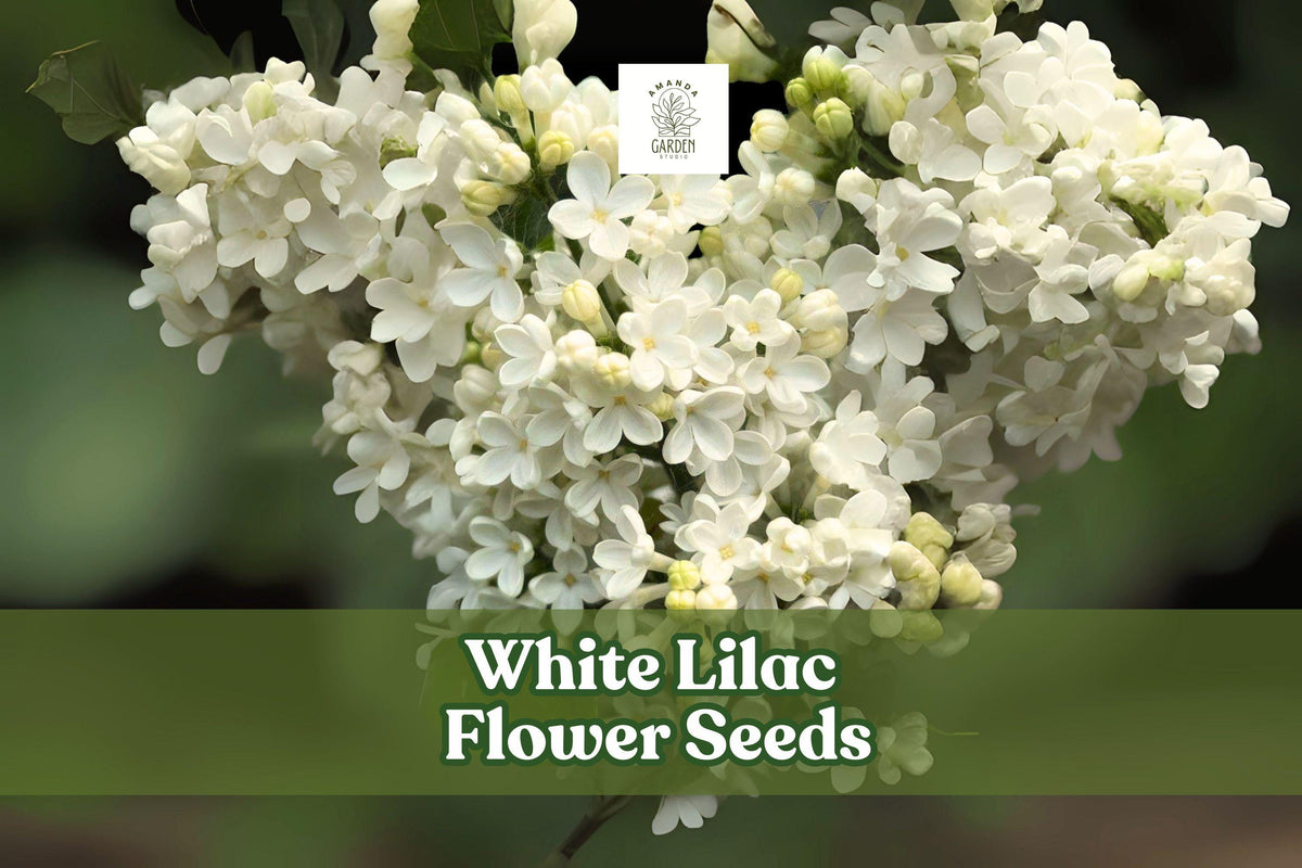 White Lilac Seeds - Fragrant Syringa vulgaris for Garden, Hedges & Borders, White Bloom, Pollinator Attractant