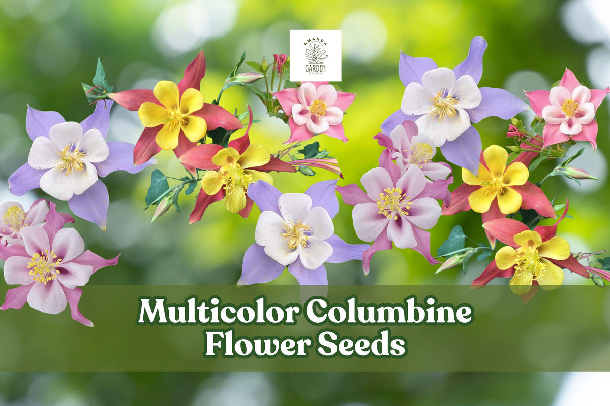 Multicolor Columbine Flower Seeds – Non-GMO Aquilegia Mix for Gardens, Pollinators & Borders