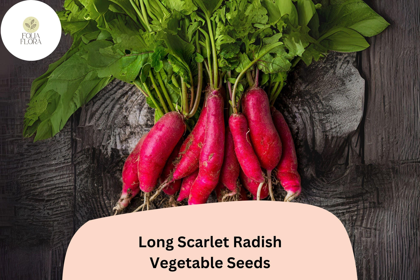 Long Scarlet Radish Seeds | Heirloom Raphanus sativus ‘Long Scarlet’ for Garden Planting