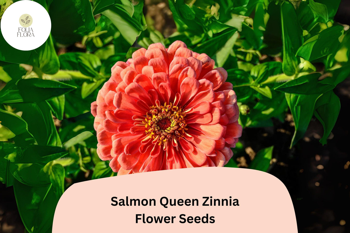 Salmon Queen Zinnia Seeds | Pink-Orange Blooms | Pollinator-Friendly Annual | Zinnia elegans for Gardens & Containers