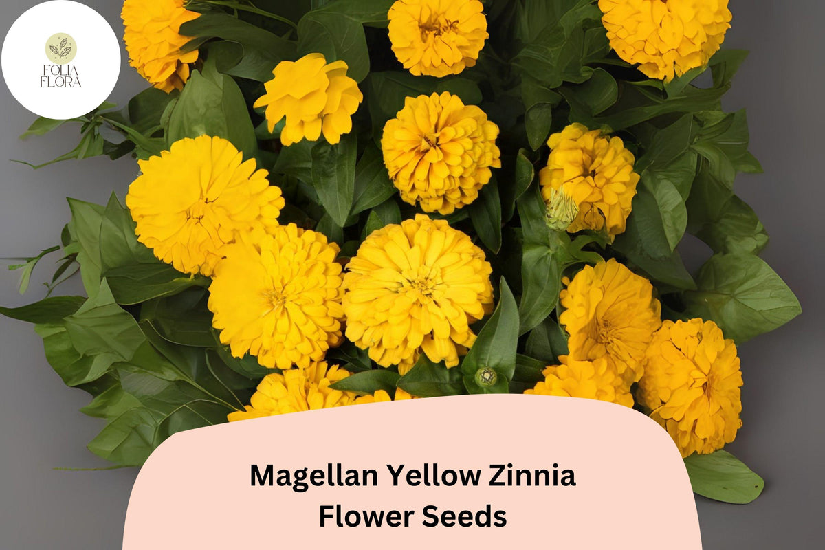 Magellan Yellow Zinnia Seeds – Compact Annual Flowers for Borders & Cut Arrangements – Zinnia elegans