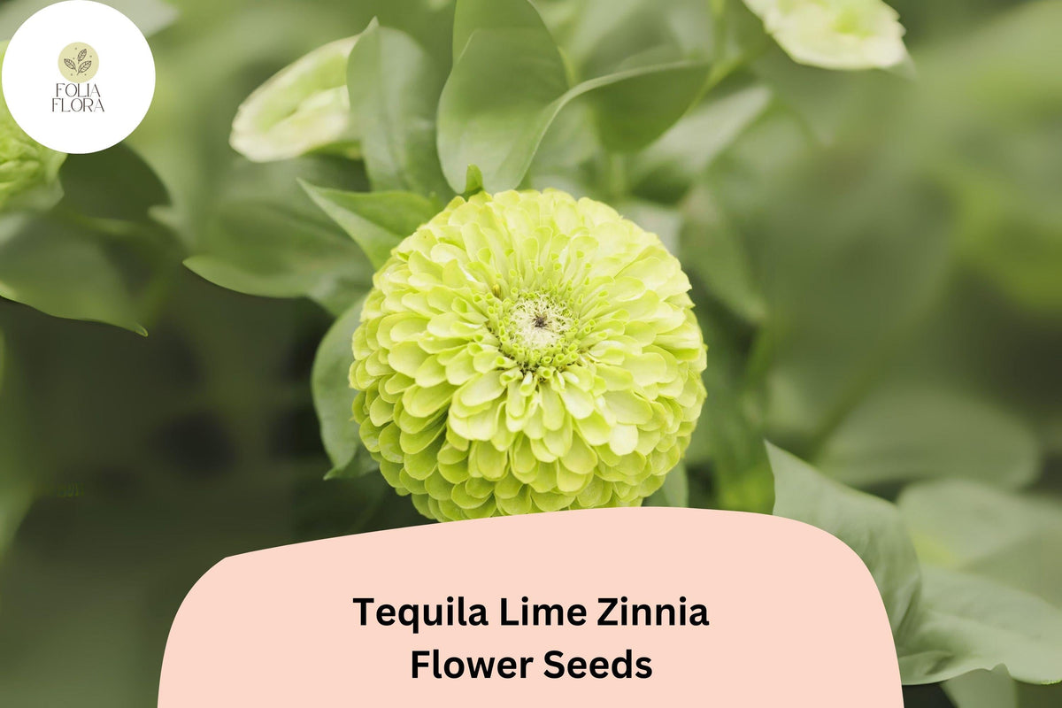 Tequila Lime Zinnia Seeds | Lime Green Annual Flowers | Zinnia elegans | Bright, Compact, Pollinator-Friendly