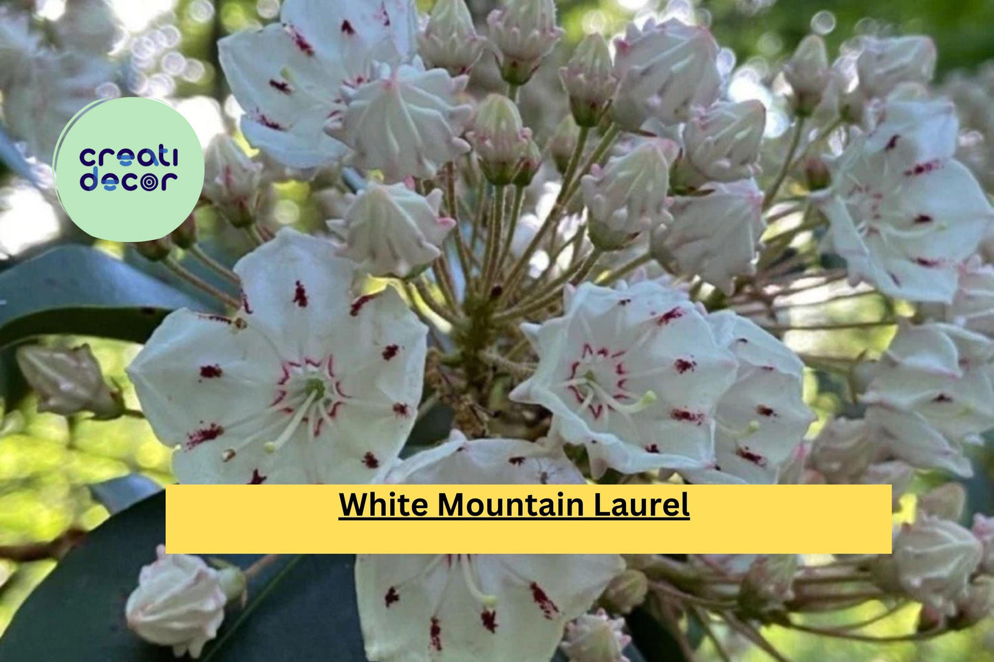 White Mountain Laurel Live Bare Root Plant – Kalmia latifolia Native Evergreen Shrub with White Star-Shaped Flowers for Garden & Landscaping