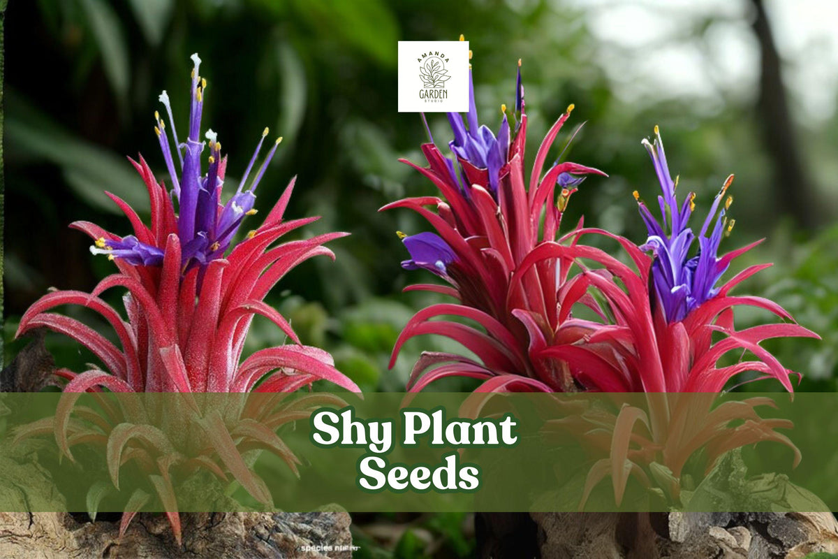 10 Shy Plant Seeds – Tillandsia ionantha Air Plant for Indoor & Outdoor Displays, Epiphytic Bromeliad, Pink & Purple Blooms