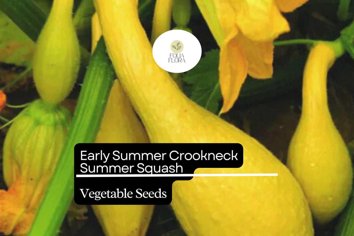 Crookneck Squash Seeds | Yellow Summer Heirloom Variety | Cucurbita pepo | Bush Habit, 25+ Seeds