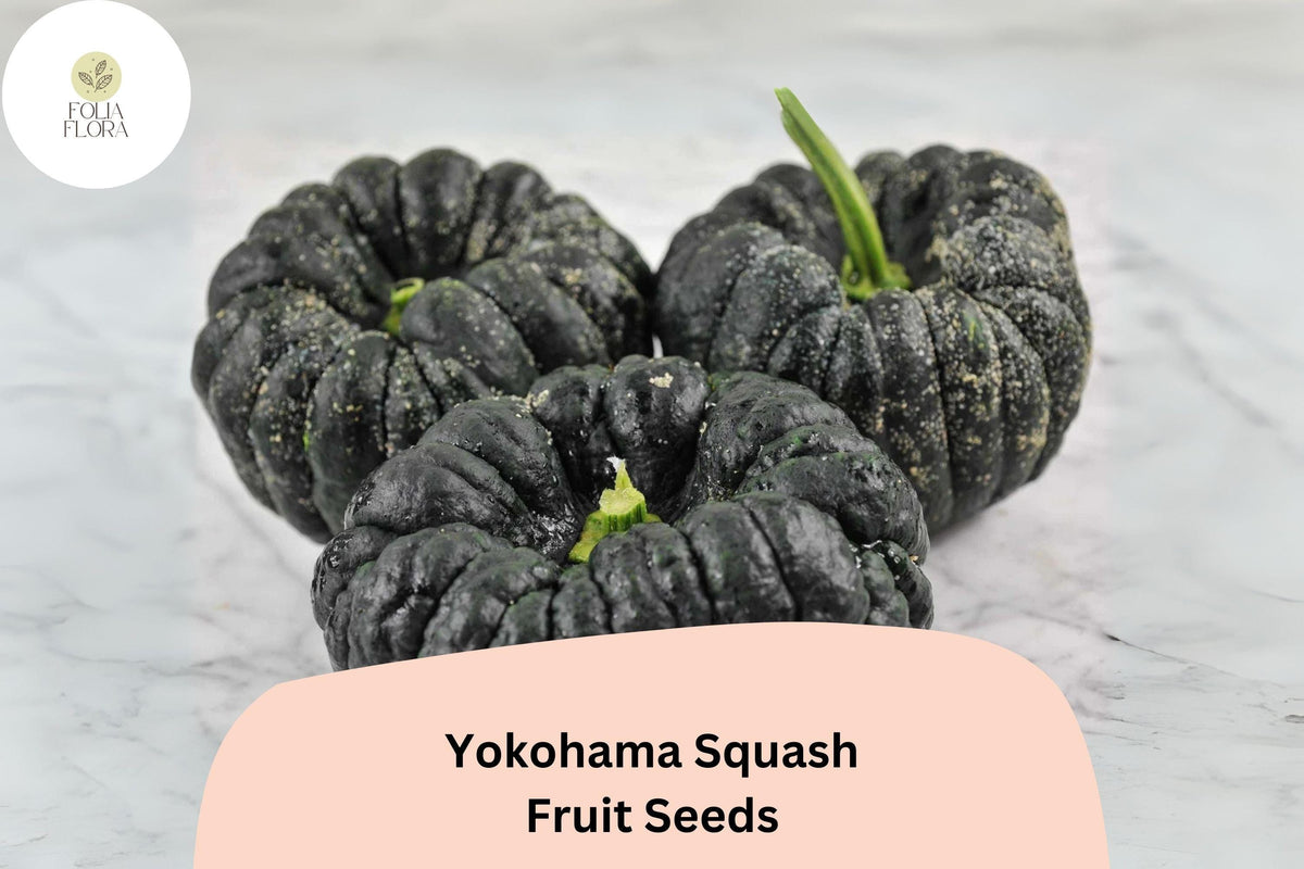 Yokohama Squash Seeds | Rare Japanese Heirloom Winter Squash with Orange Flesh | Cucurbita moschata