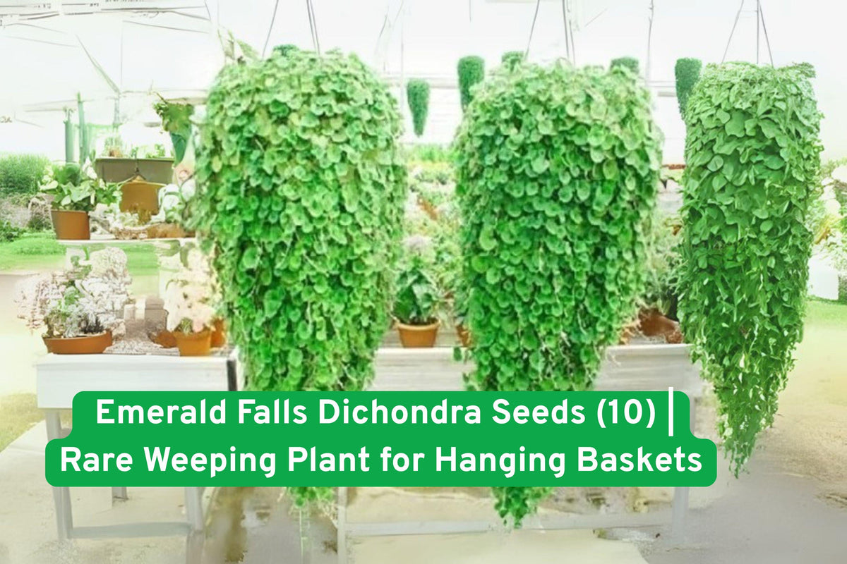 Emerald Falls Dichondra Seeds - Rare Weeping Trailing Foliage Plant for Baskets & Containers - Dichondra argentea